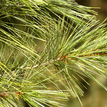 close-up of needles of a white pine tree, also known as the Great Tree of Peace